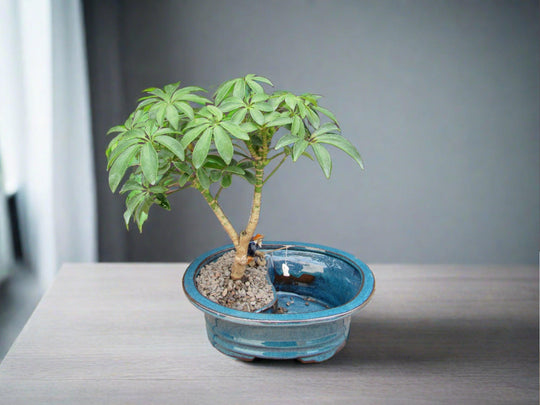 hawaiian umbrella indoor bonsai tree Hawaiian Umbrella Land and Water Bonsai Tree