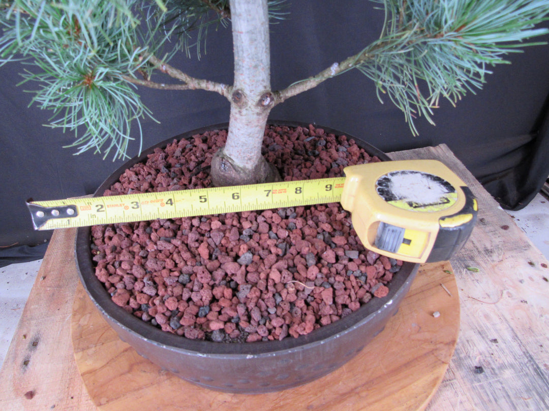 34 Year Old Japanese White Pine Specimen Bonsai Tree - Width