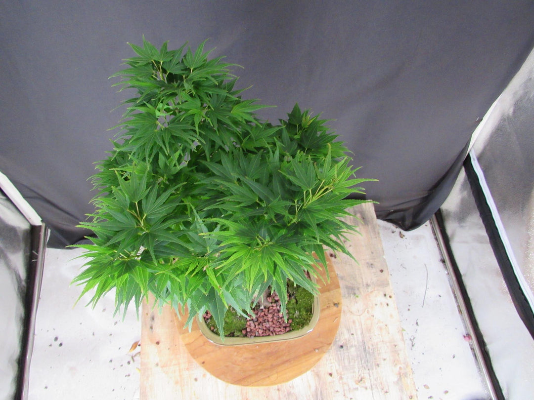 20 Year Old Mikawa Yatsubusa Japanese Maple Specimen Bonsai Tree - Canopy