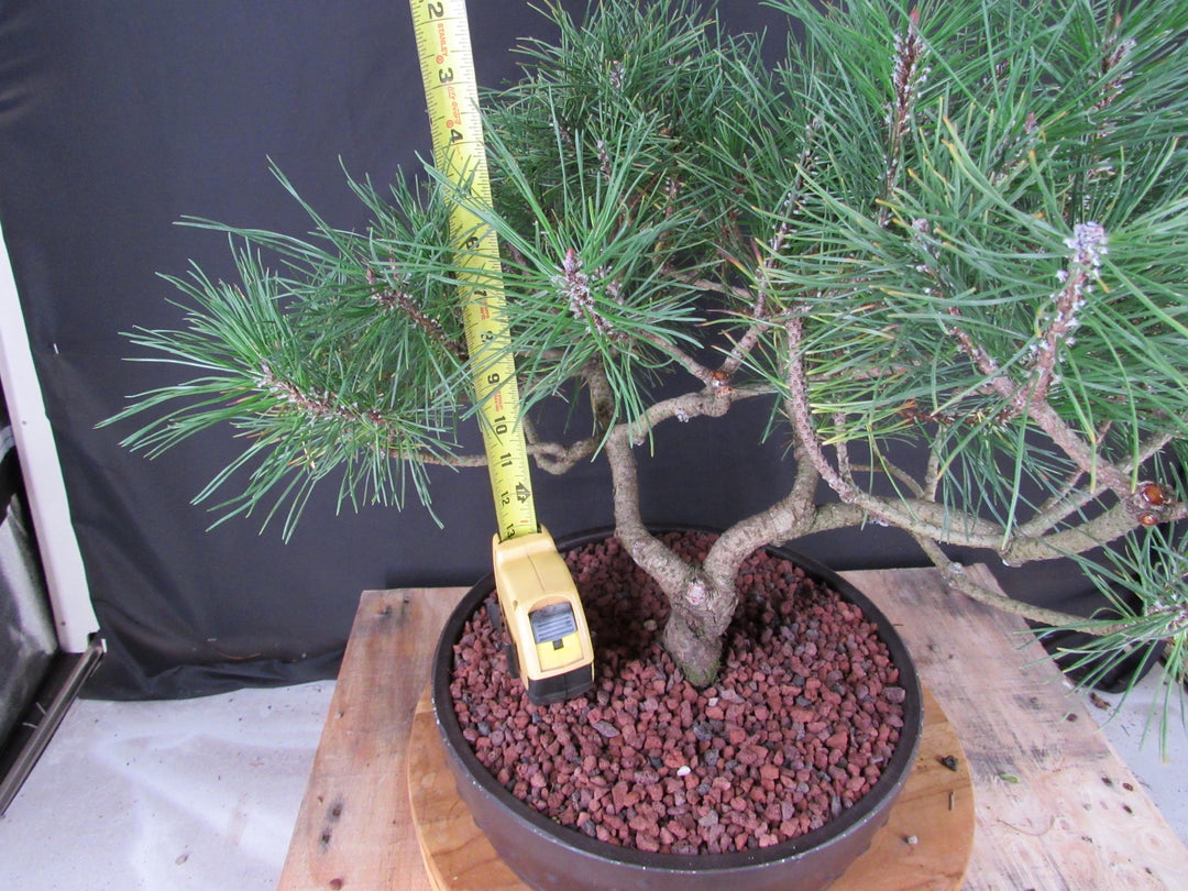 43 Year Old Mugo Pine Specimen Bonsai Tree - Height