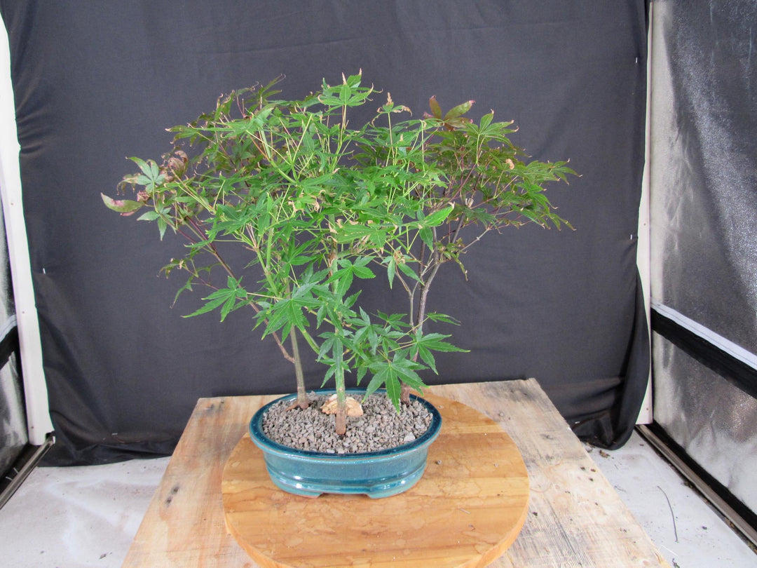 Japanese Maple Bonsai Tree Forest - Back
