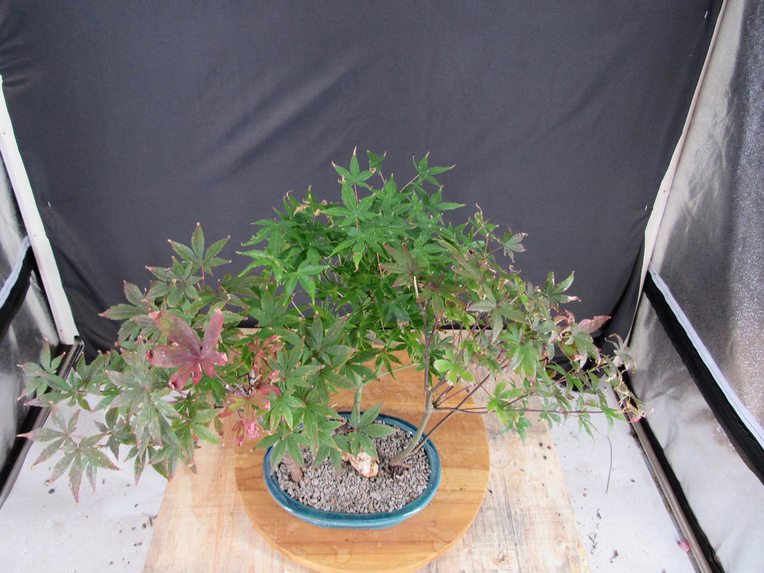 Japanese Maple Bonsai Tree Forest - Canopy