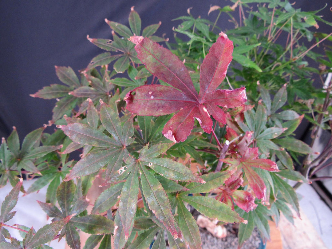 Japanese Maple Bonsai Tree Forest - Foliage