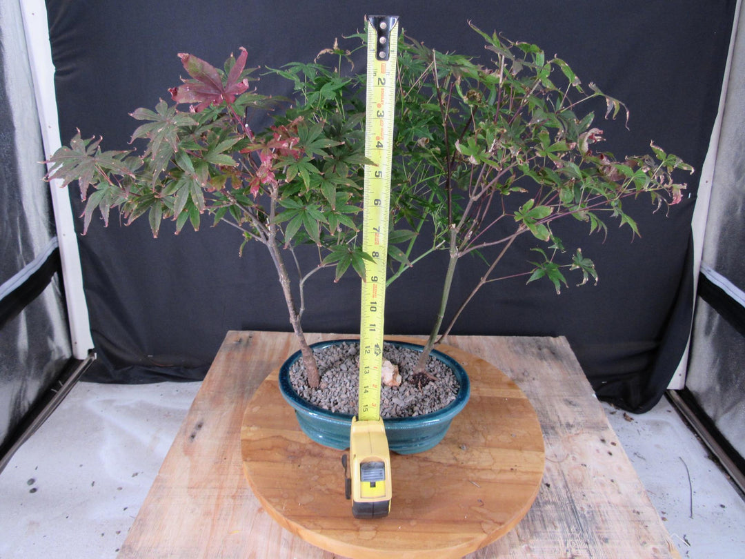 Japanese Maple Bonsai Tree Forest - Height