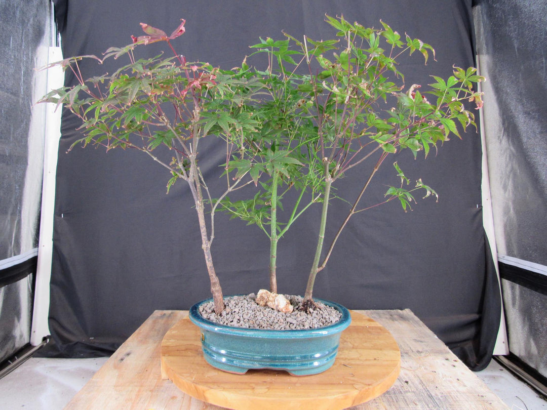 Japanese Maple Bonsai Tree Forest - Profile