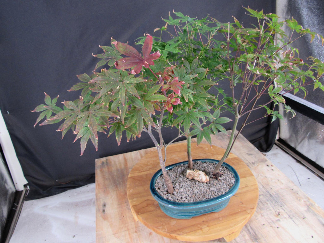 Japanese Maple Bonsai Tree Forest - Side