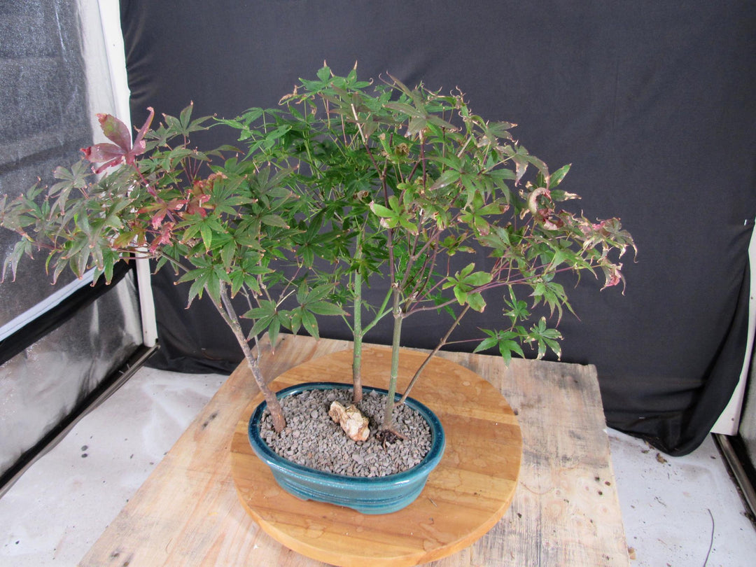 Japanese Maple Bonsai Tree Forest - Side View