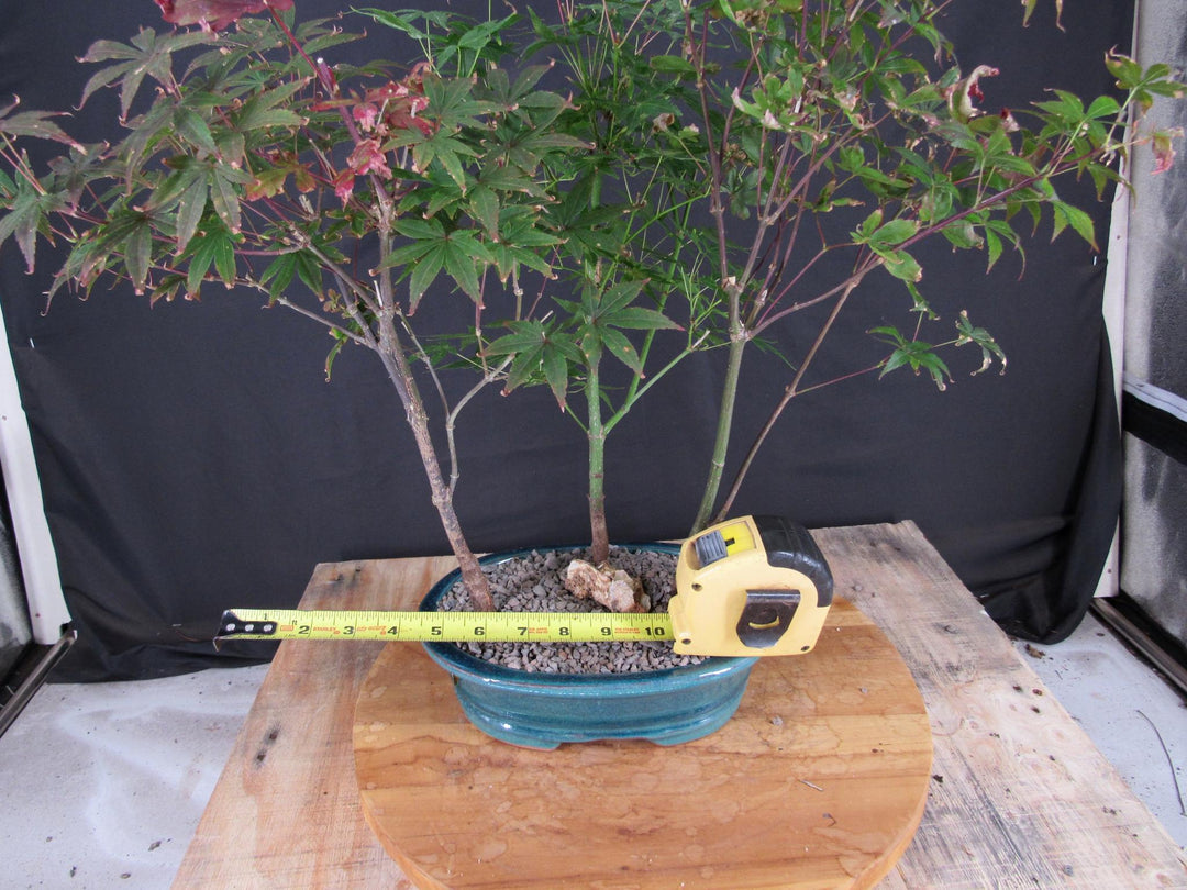 Japanese Maple Bonsai Tree Forest - Size