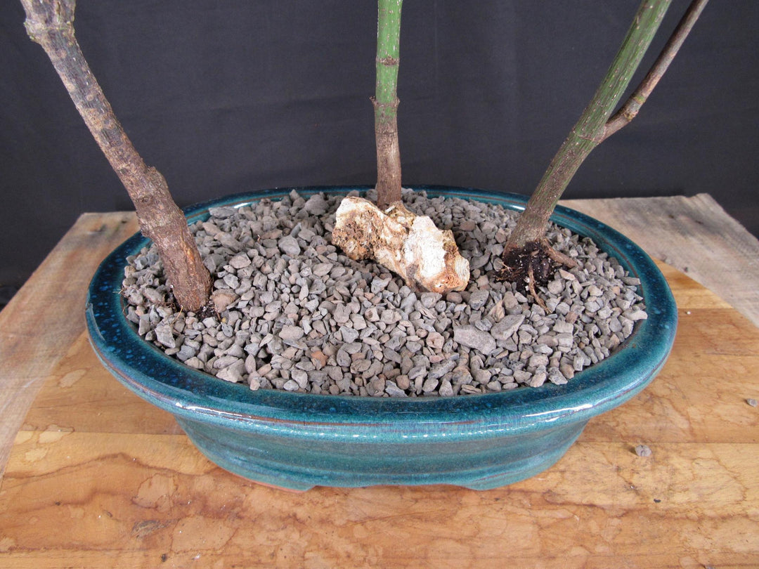 Japanese Maple Bonsai Tree Forest - Trunks