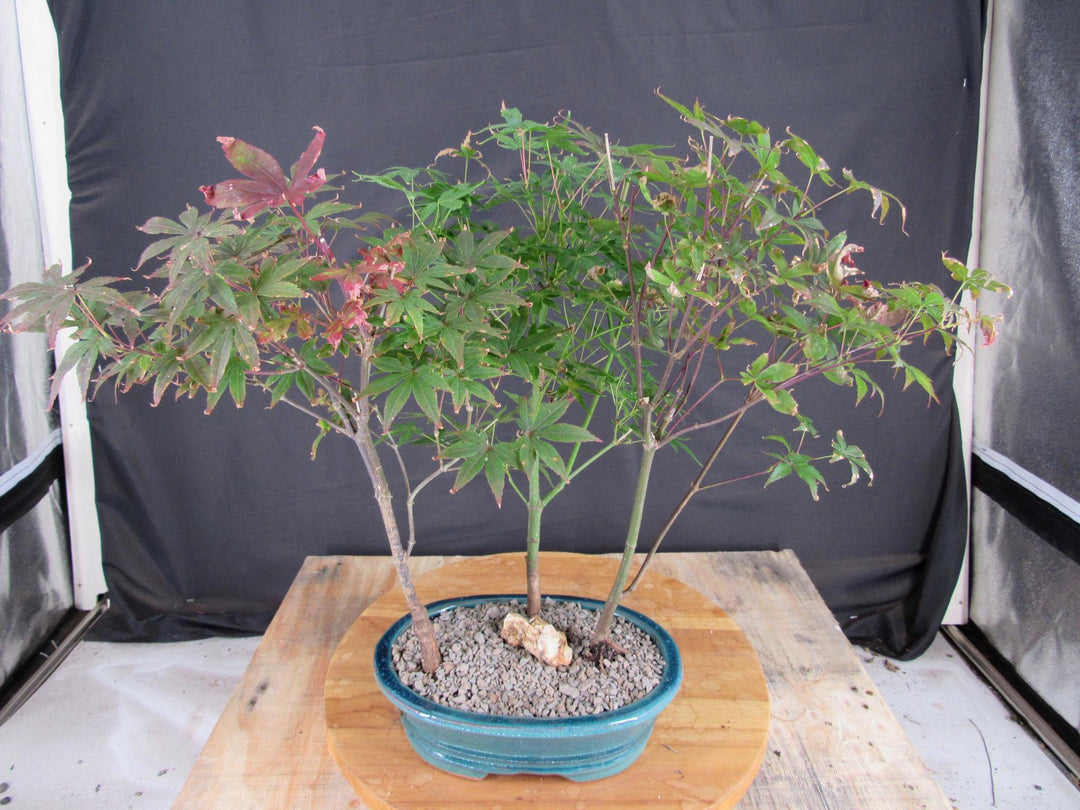 Japanese Maple Bonsai Tree Forest