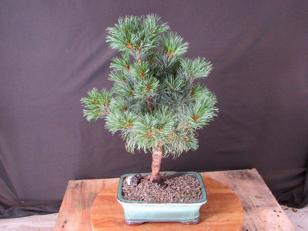 Japanese White Pine Bonsai Tree - Back