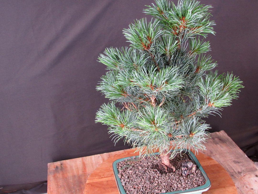 Japanese White Pine Bonsai Tree - Foliage