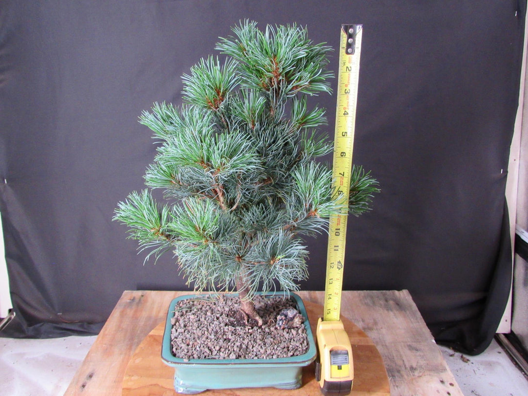Japanese White Pine Bonsai Tree - Height