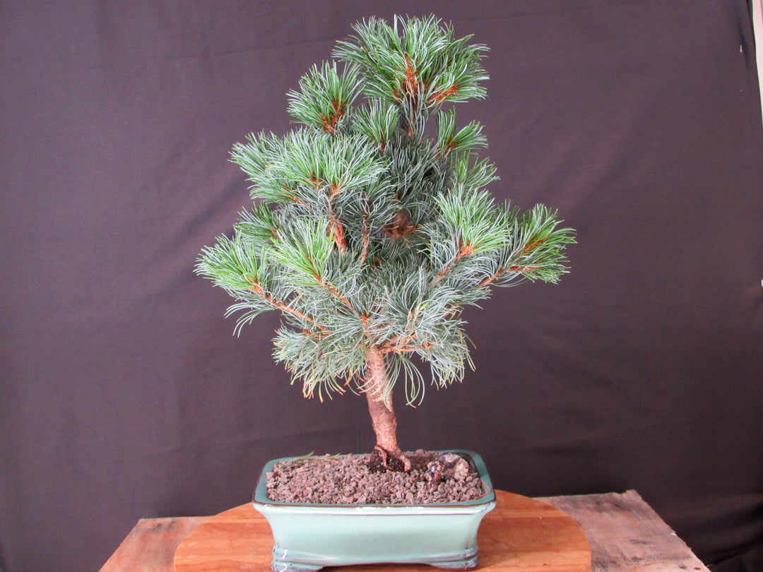 Japanese White Pine Bonsai Tree - Profile