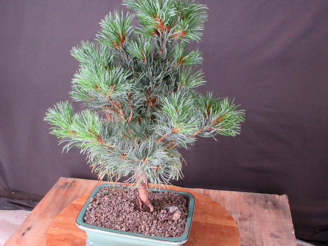 Japanese White Pine Bonsai Tree - Side