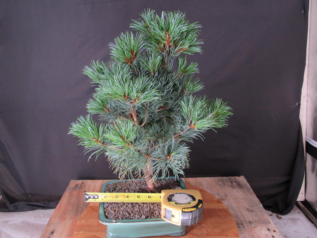 Japanese White Pine Bonsai Tree - Size