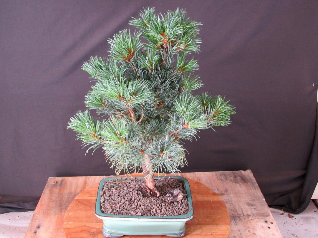 Japanese White Pine Bonsai Tree