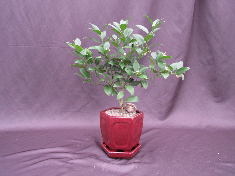Key Lime Bonsai Tree Profile