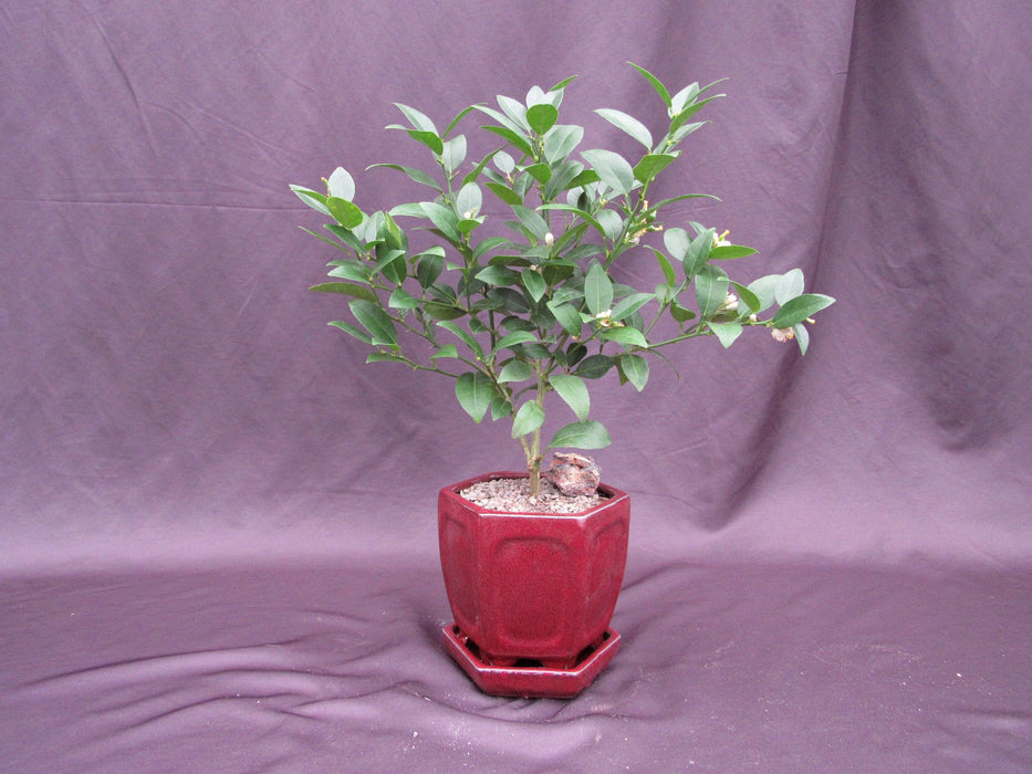bonsai lime tree Key Lime Bonsai Tree – Flowering & Fruiting