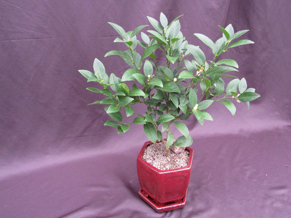 Key Lime Bonsai Tree Canopy