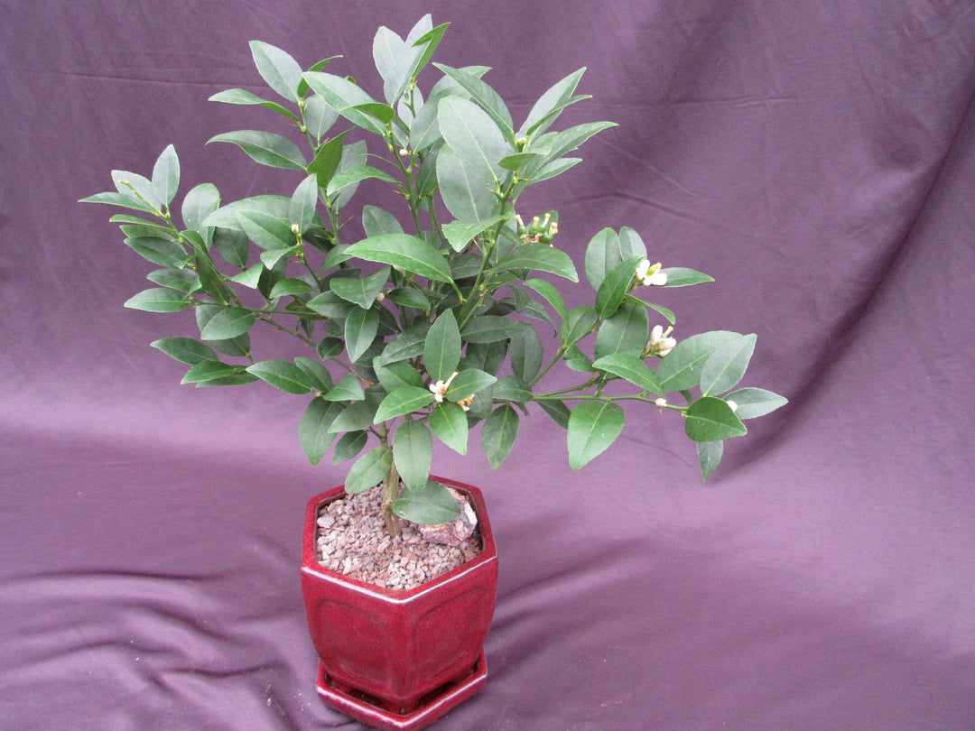 Key Lime Bonsai Tree Flowers