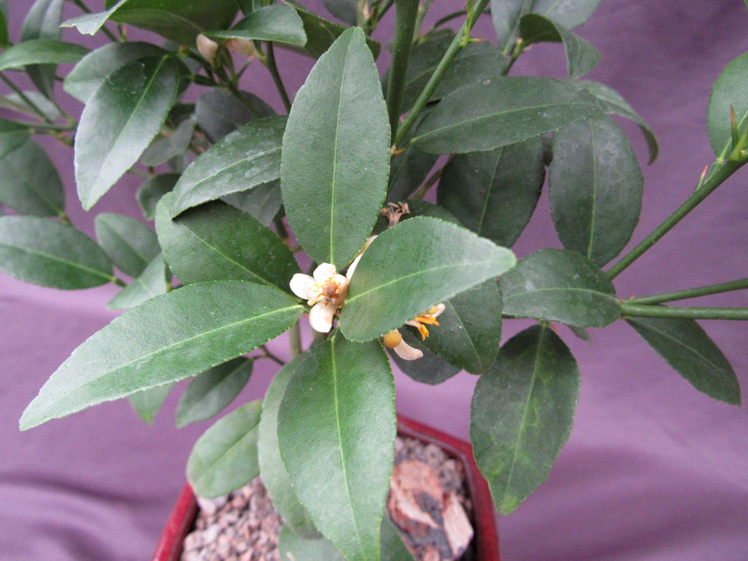 Key Lime Bonsai Tree Close Flower