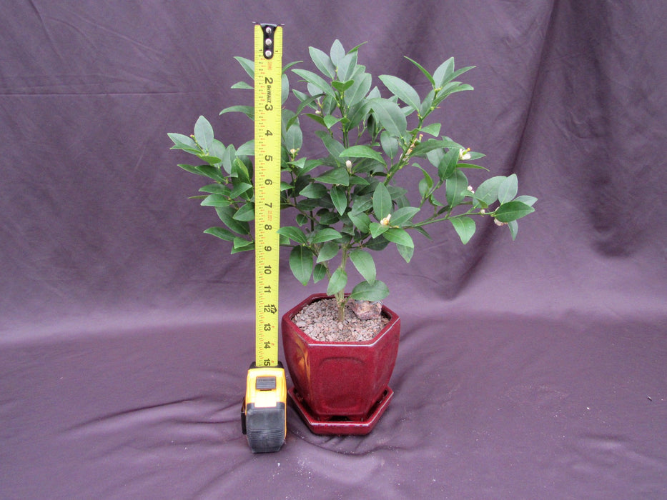 lime tree bonsai Key Lime Bonsai Tree – Flowering & Fruiting