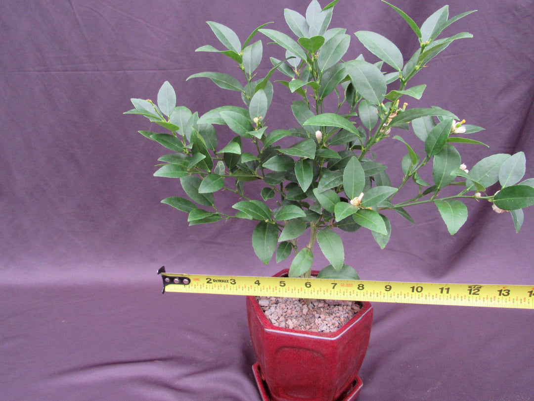 Key Lime Bonsai Tree Size