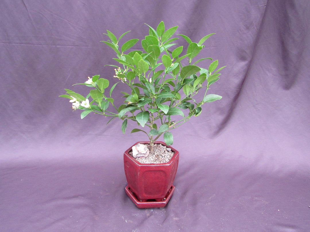 Key Lime Bonsai Tree Back