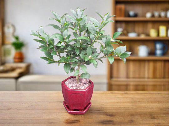 bonsai tree kenya Key Lime Bonsai Tree