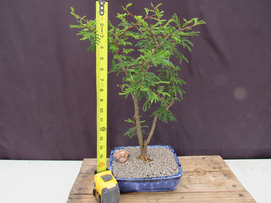 Large Flowering Brazilian Raintree Bonsai Tree Height