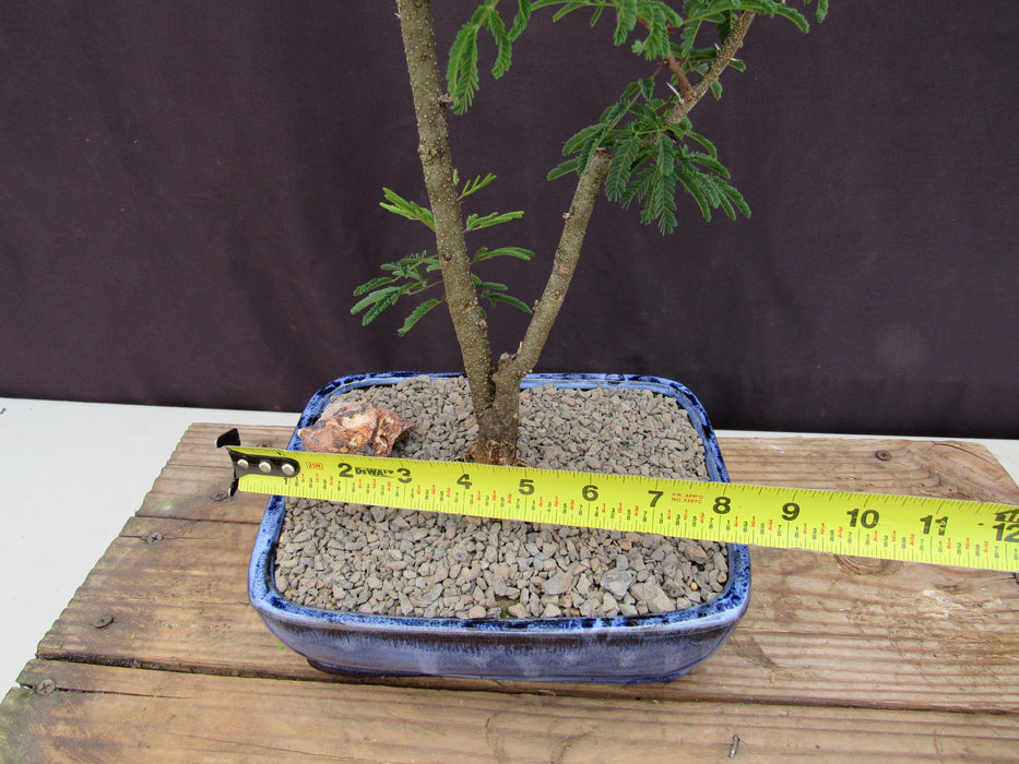 Large Flowering Brazilian Raintree Bonsai Tree Size