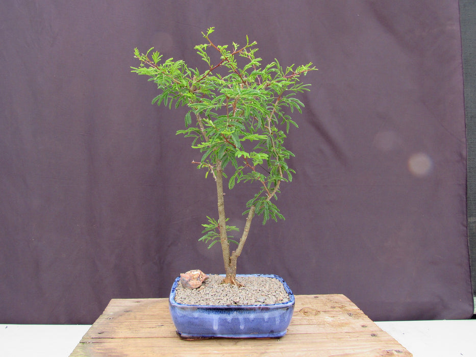 Large Flowering Brazilian Raintree Bonsai Tree Profile