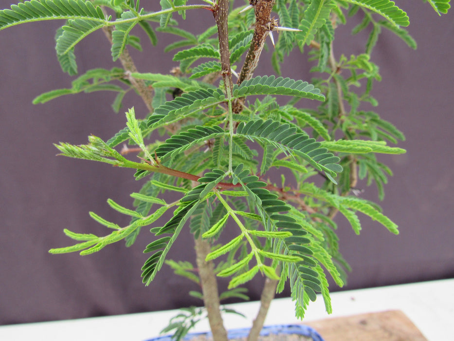 Large Flowering Brazilian Raintree Bonsai Tree Foliage