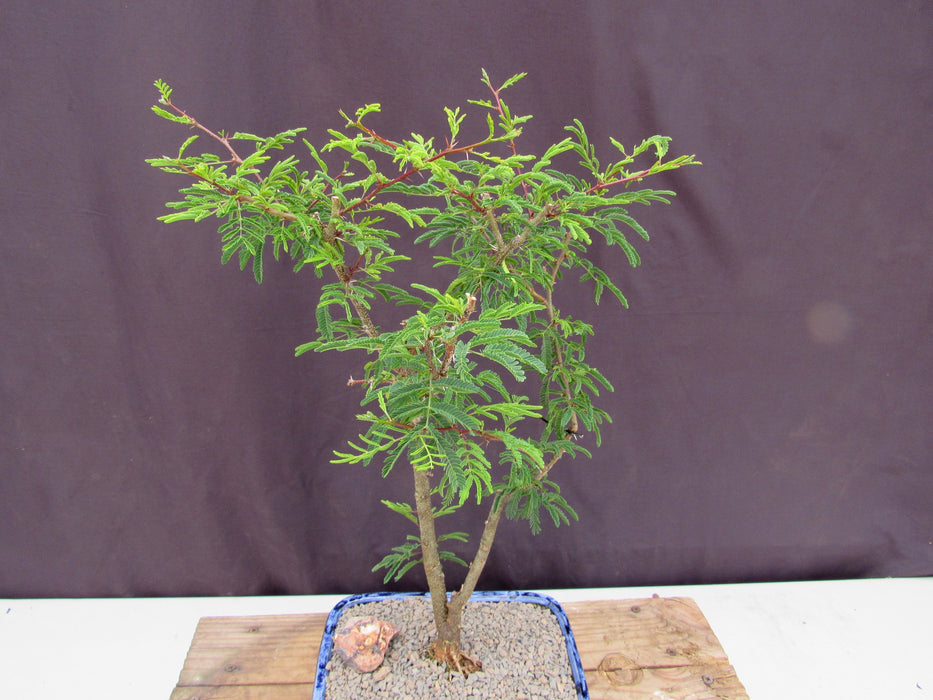 Large Flowering Brazilian Raintree Bonsai Tree Leaves