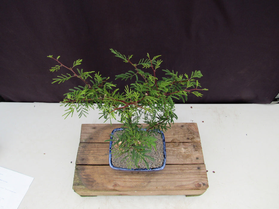 Large Flowering Brazilian Raintree Bonsai Tree Birdseye