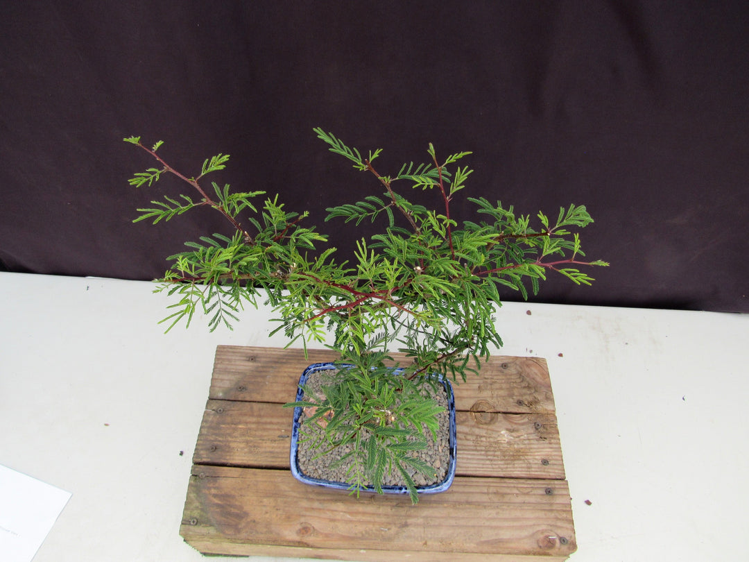 Large Flowering Brazilian Raintree Bonsai Tree