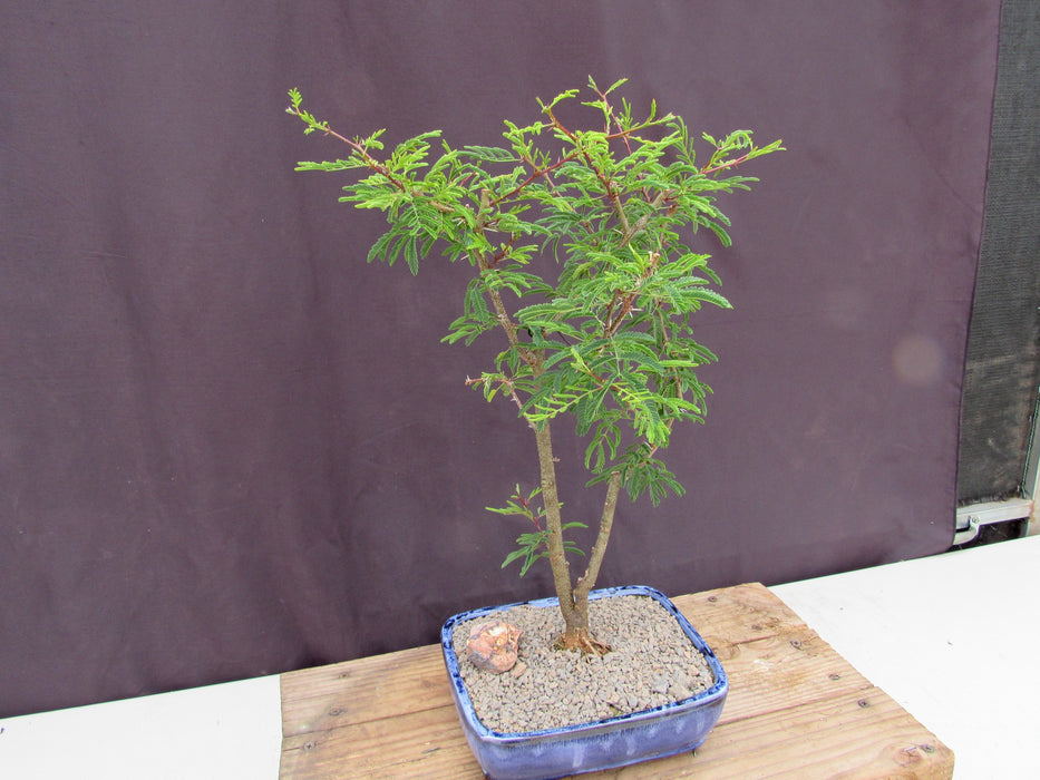 Large Flowering Brazilian Raintree Bonsai Tree Tall