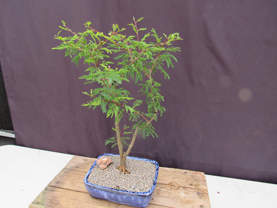 Large Flowering Brazilian Raintree Bonsai Tree Side