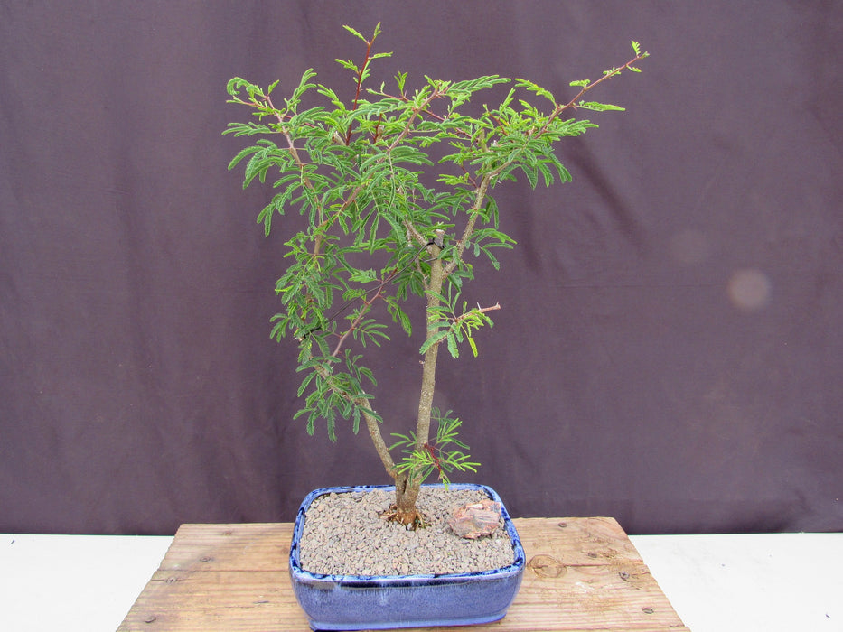 Large Flowering Brazilian Raintree Bonsai Tree Back