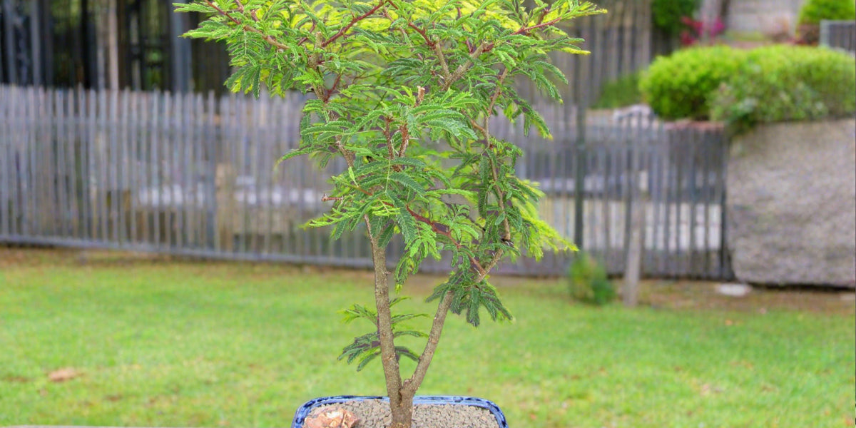 Large Flowering Brazilian Raintree Bonsai Tree