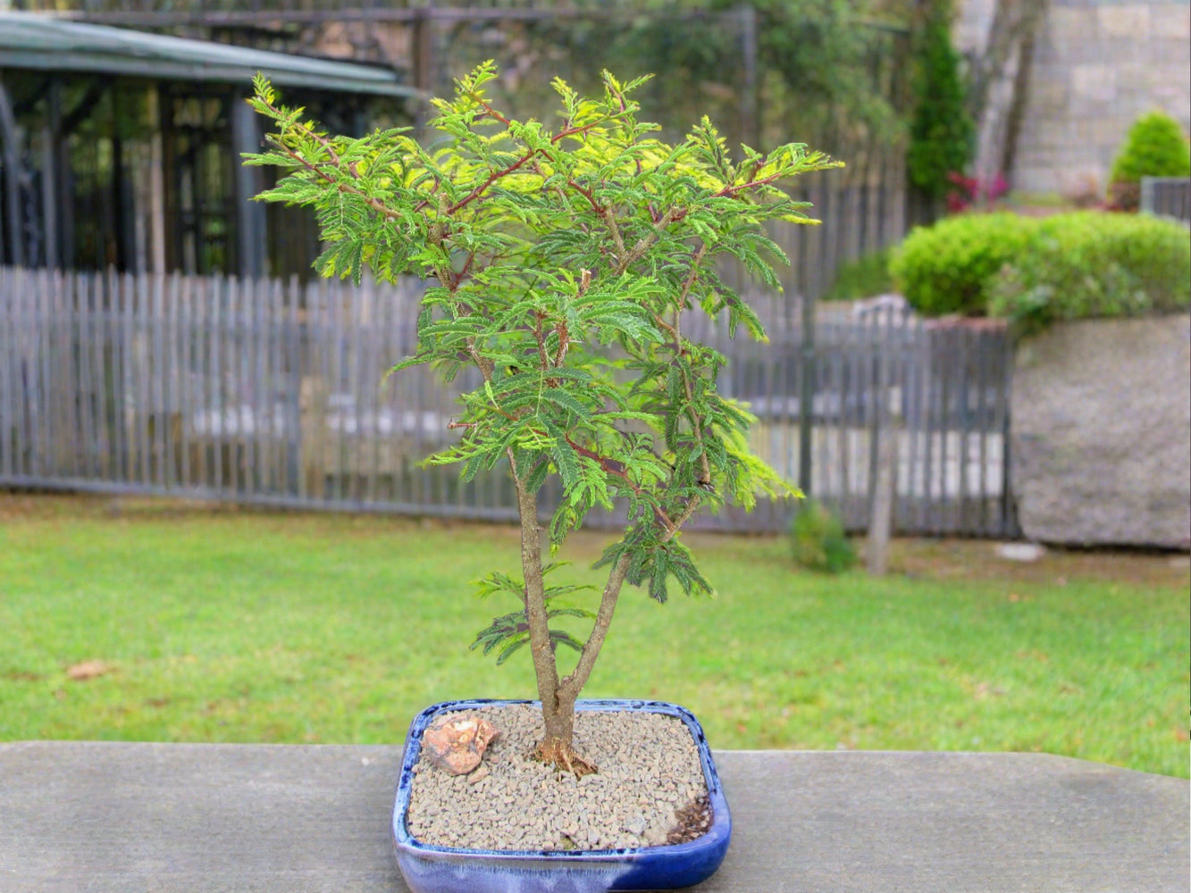 Large Flowering Brazilian Raintree Bonsai Tree