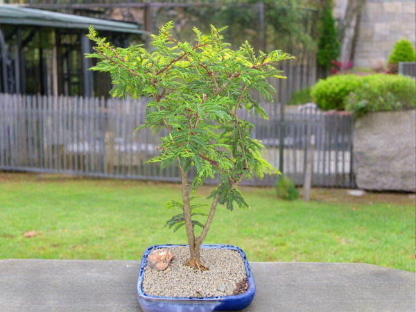 rainforest bonsai tree Large Flowering Brazilian Raintree Bonsai Tree