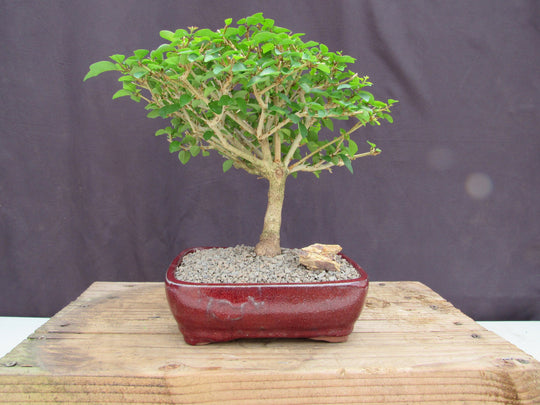 sweet aromatic pepper tree bonsai Large Flowering Parrot Beak Bonsai Tree