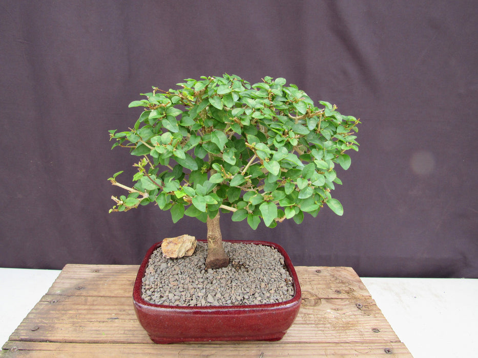 Large Flowering Parrot Beak Bonsai Tree Back