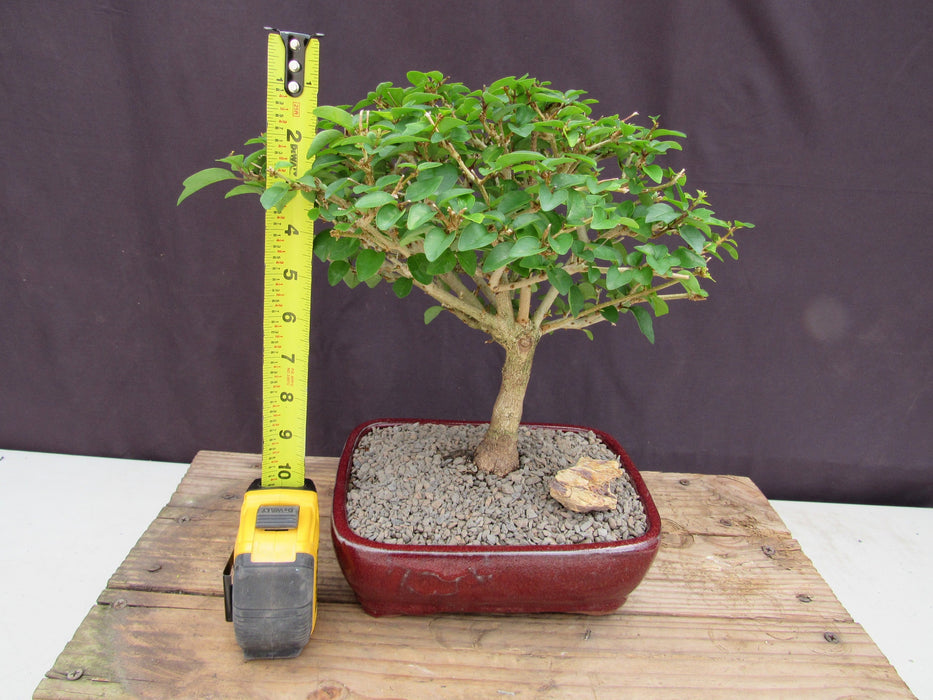 Large Flowering Parrot Beak Bonsai Tree Height