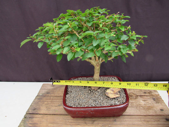 parrotia bonsai Large Flowering Parrot Beak Bonsai Tree