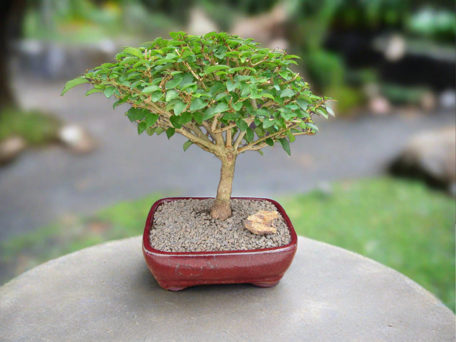 Large Flowering Parrot Beak Bonsai Tree