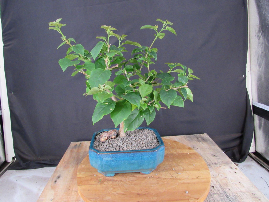 Large Pink Bougainvillea Bonsai Tree - Back