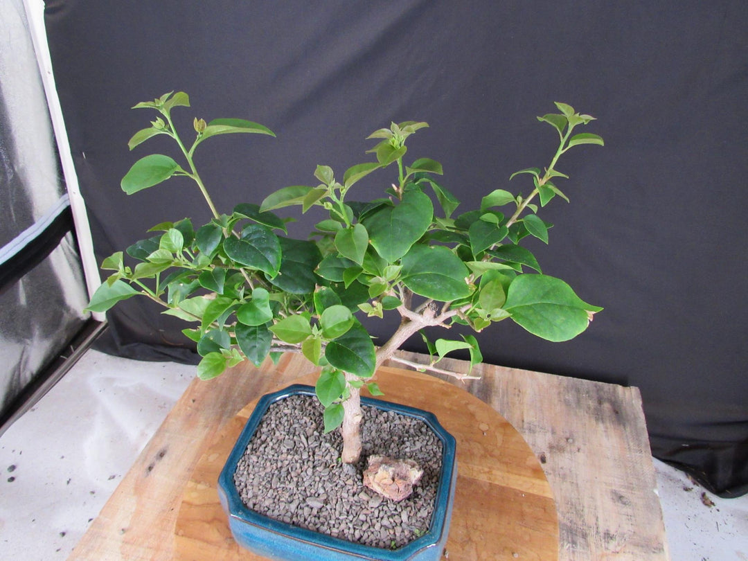 Large Pink Bougainvillea Bonsai Tree - Canopy